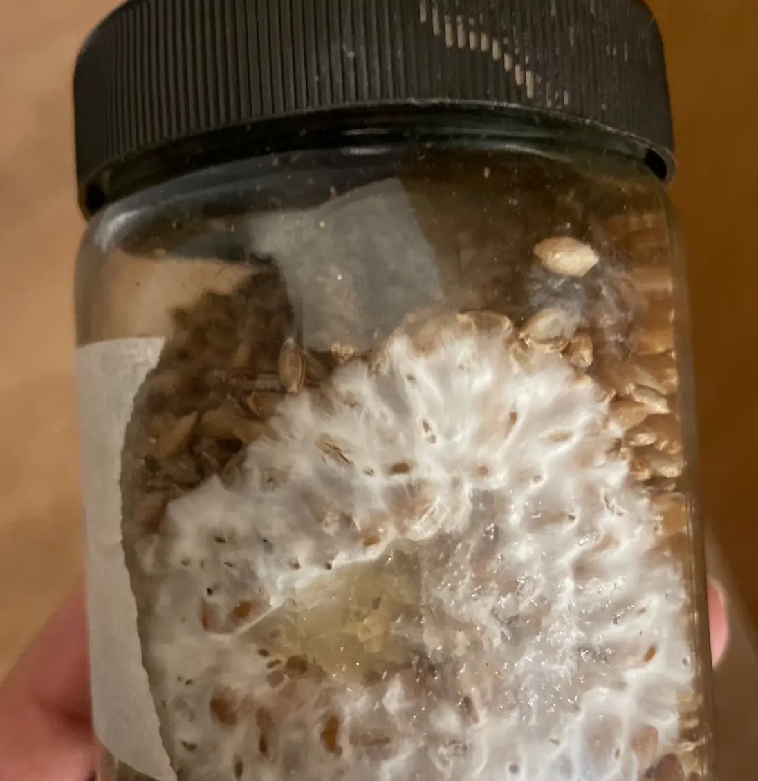 Micelio prodotto con Siringa di spore di cubensis