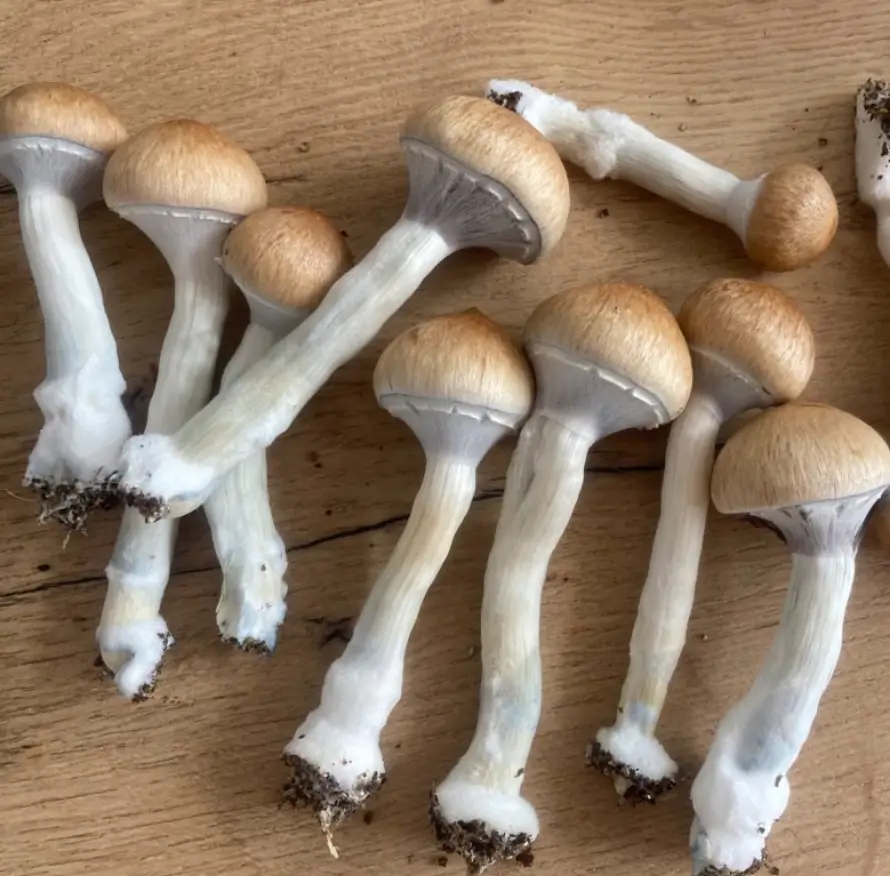 Golden Teacher