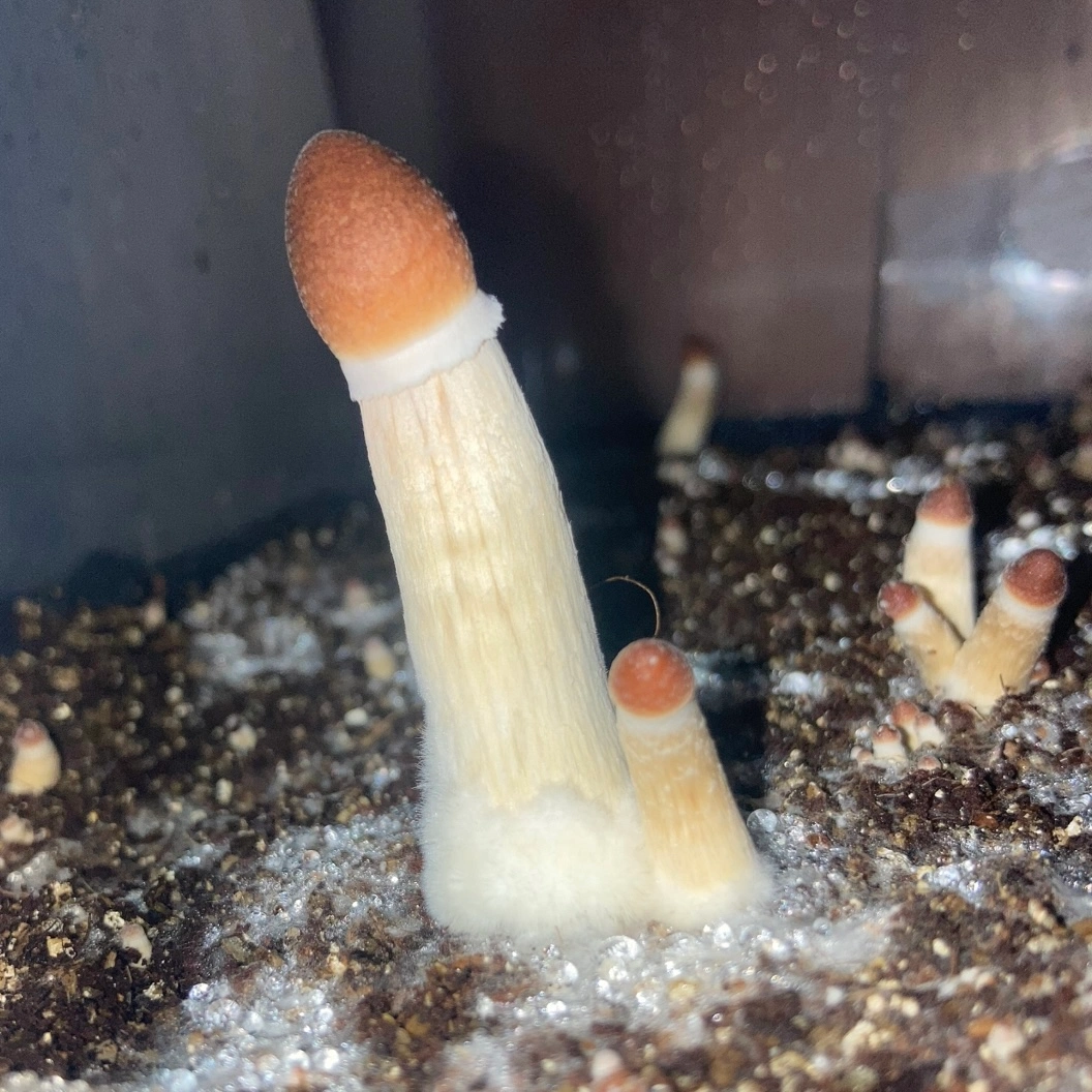 Frutti della monotub