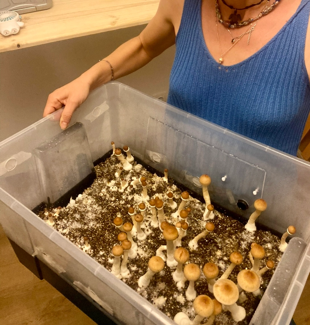Primo flush in monotub