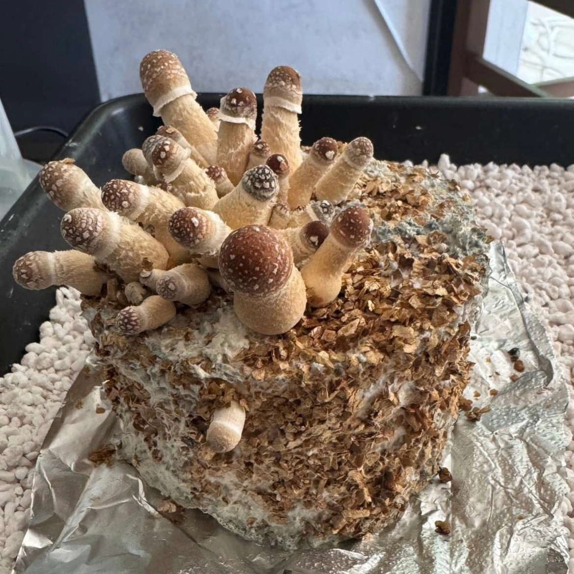 PF-tek fruttificato