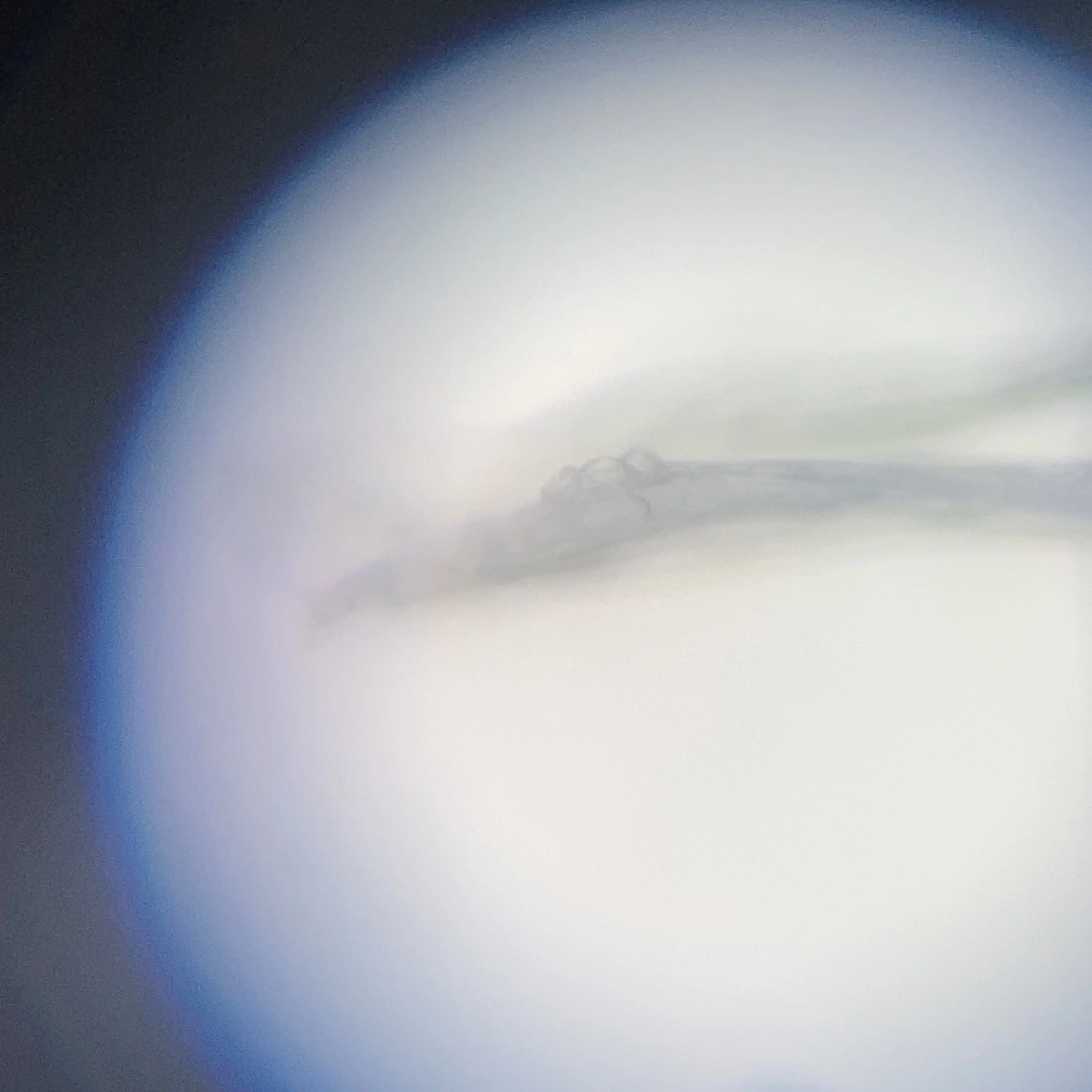 spore-2